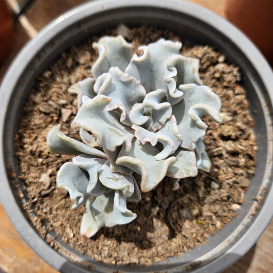 Echeveria 'Crispate Beauty' Maceta N°12