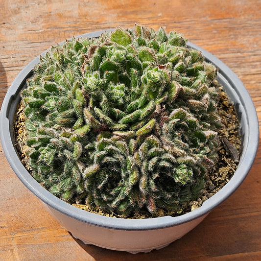 Echeveria setosa var. ciliata