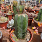 Cactus injertado #1