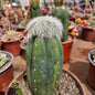 Cactus injertado #2
