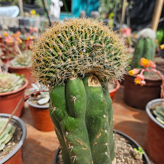 Cactus injertado #3