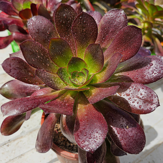Aeonium sp.