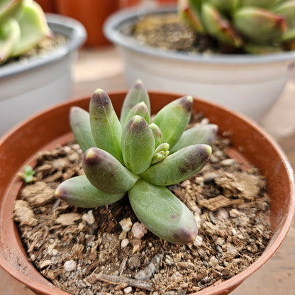 Pachyphytum Compactum Macetero N°10