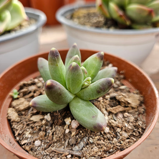 Pachyphytum Compactum Macetero N°10