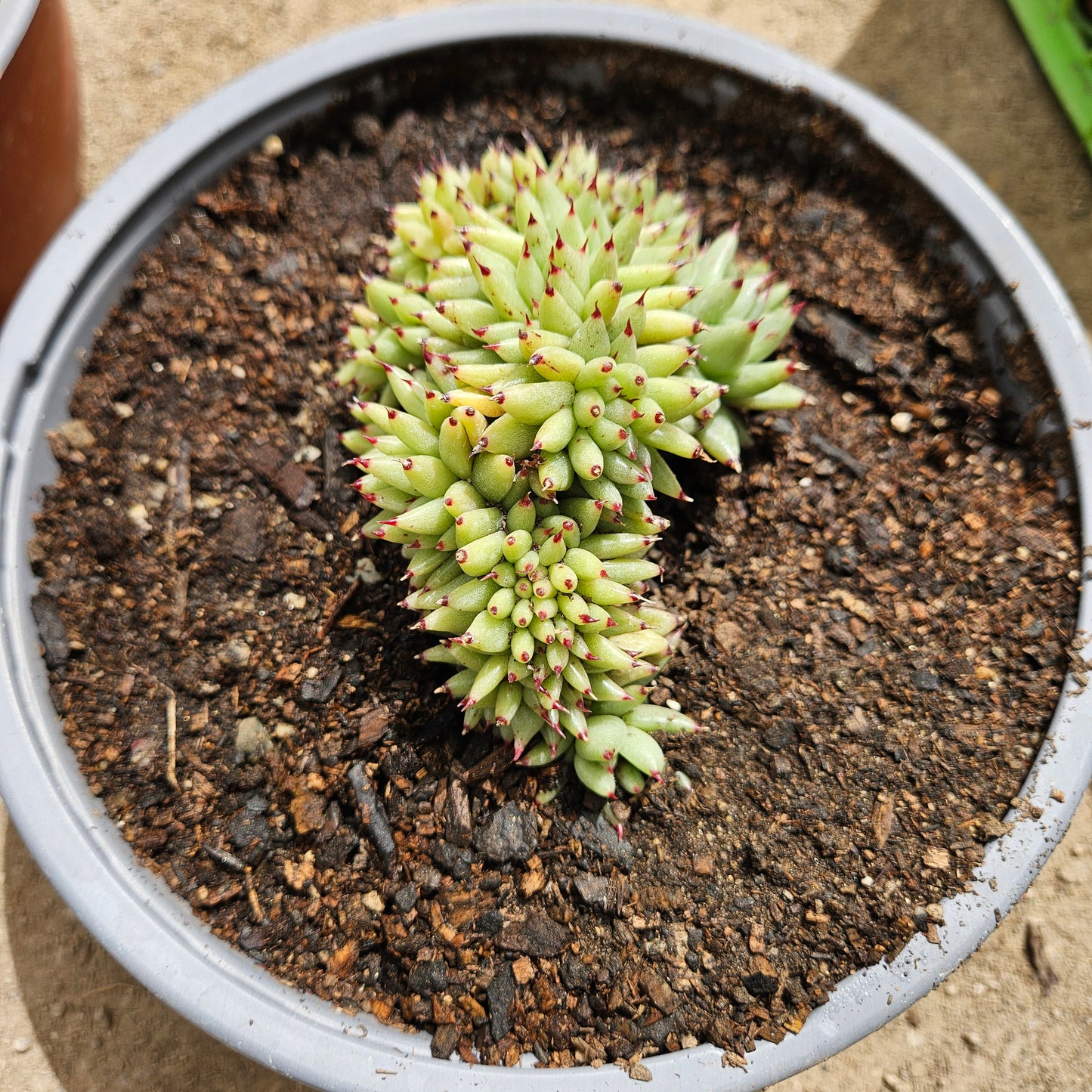 Echeveria agavoides La Virgin Cristata