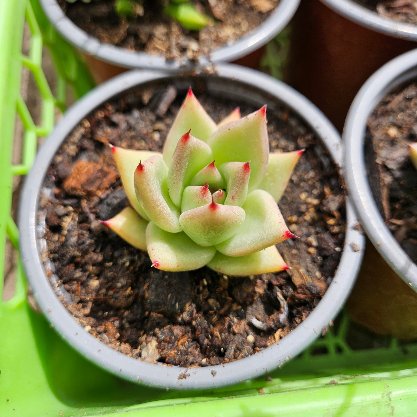 Echeveria La Virgin Macetero N°10