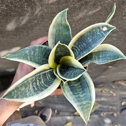 Sanseviera Gold Star