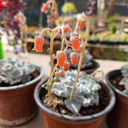 Echeveria Crispate Beauty Macetero N°15