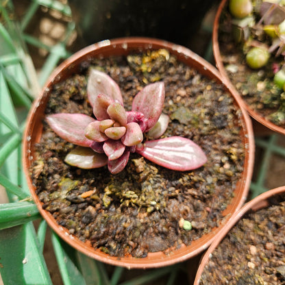 Lenopetalum 'Chocolate and Strawberries'