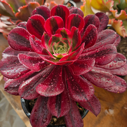 Aeonium medusa