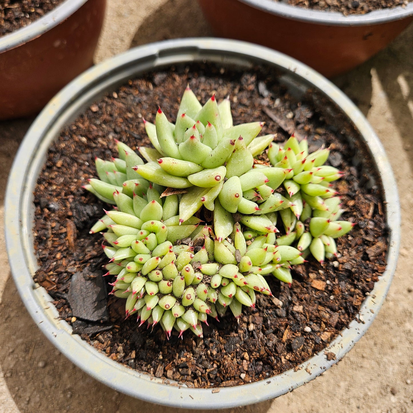 Echeveria agavoides La Virgin Cristata