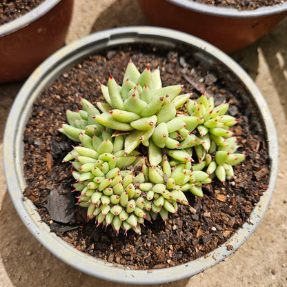 Echeveria agavoides La Virgin Cristata