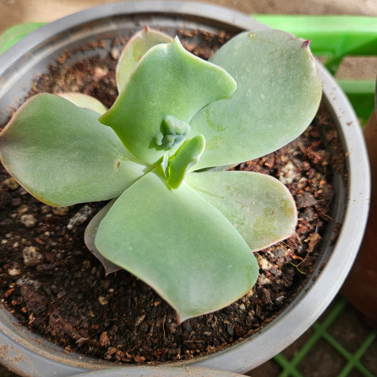 Echeveria Paul Bunyan