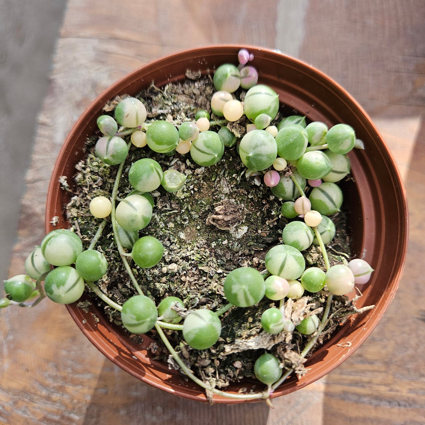 Senecio roewleyanus variegata (Rosario variegado)
