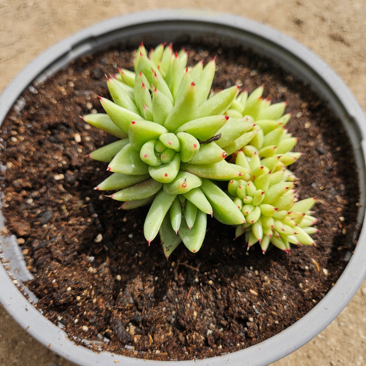 Echeveria agavoides La Virgin Cristata