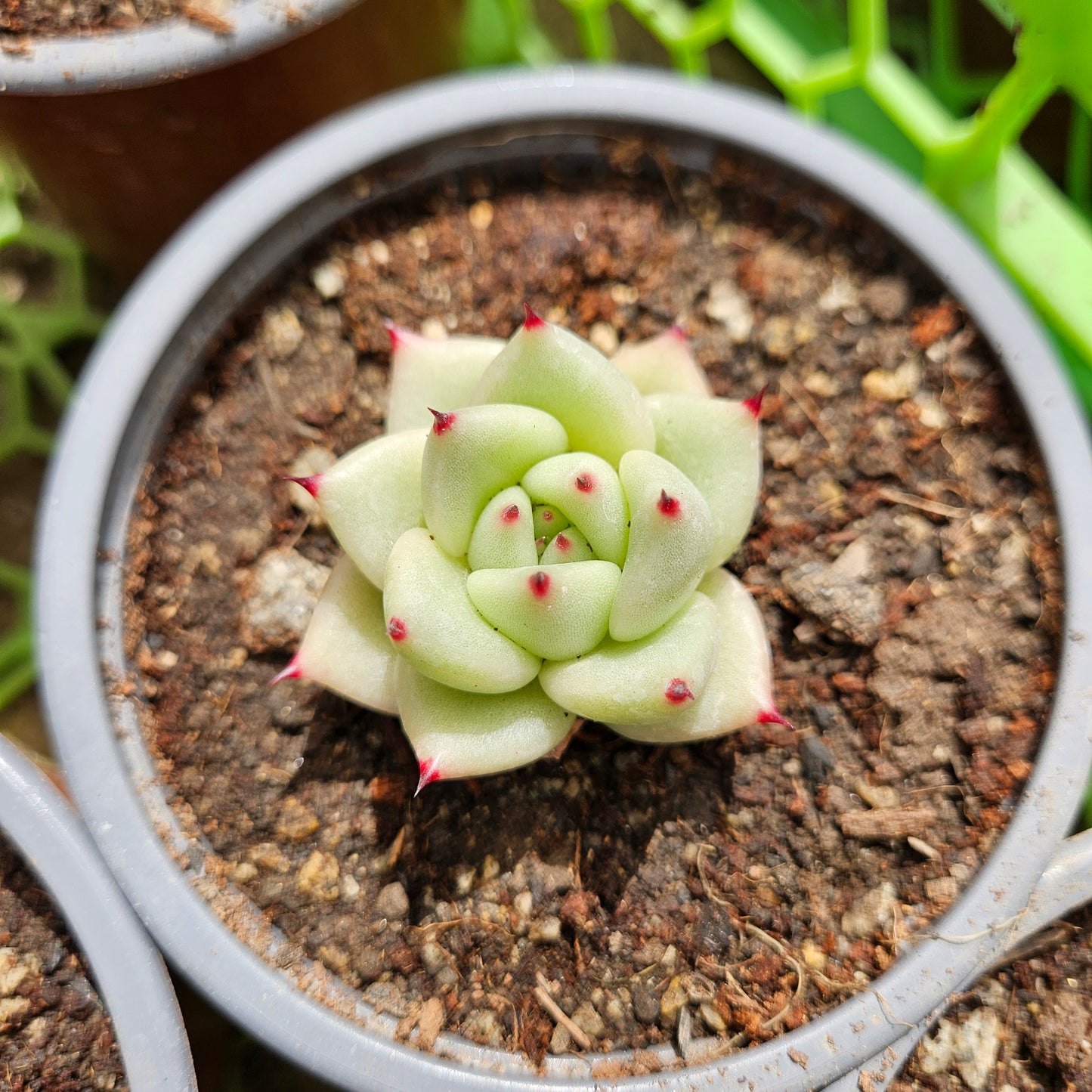 Echeveria La Virgin Macetero N°10