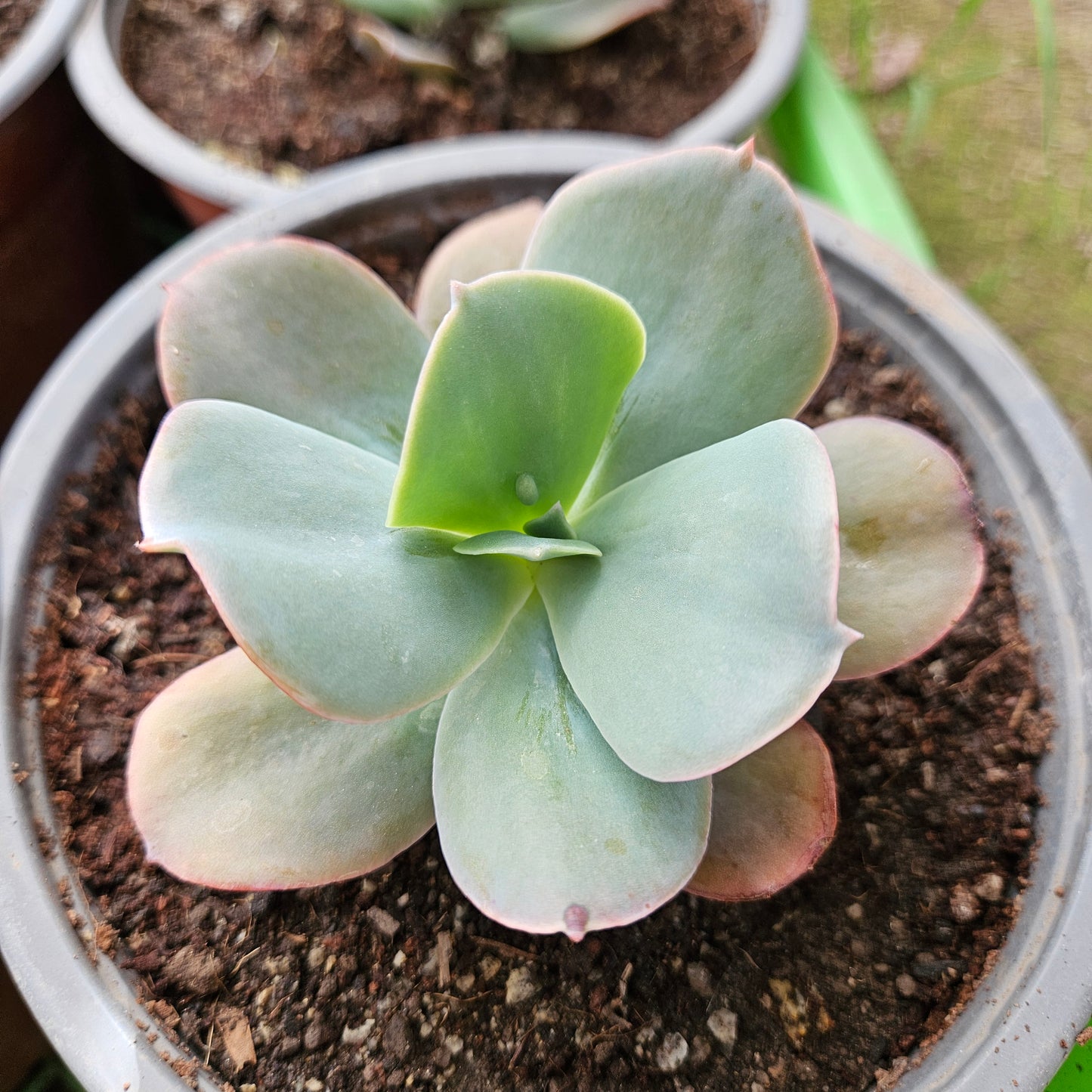 Echeveria Paul Bunyan