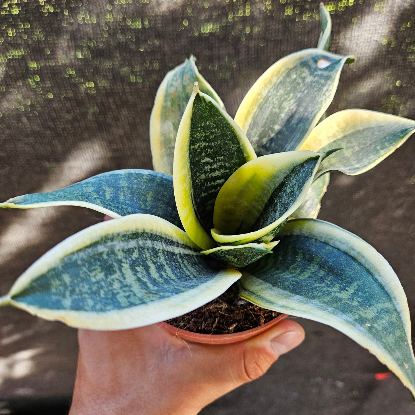 Sanseviera Gold Star