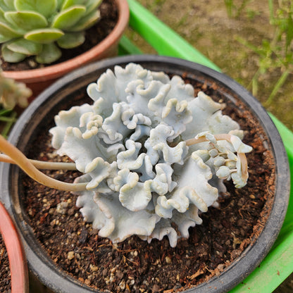 Echeveria Crispate Beauty Macetero N°15