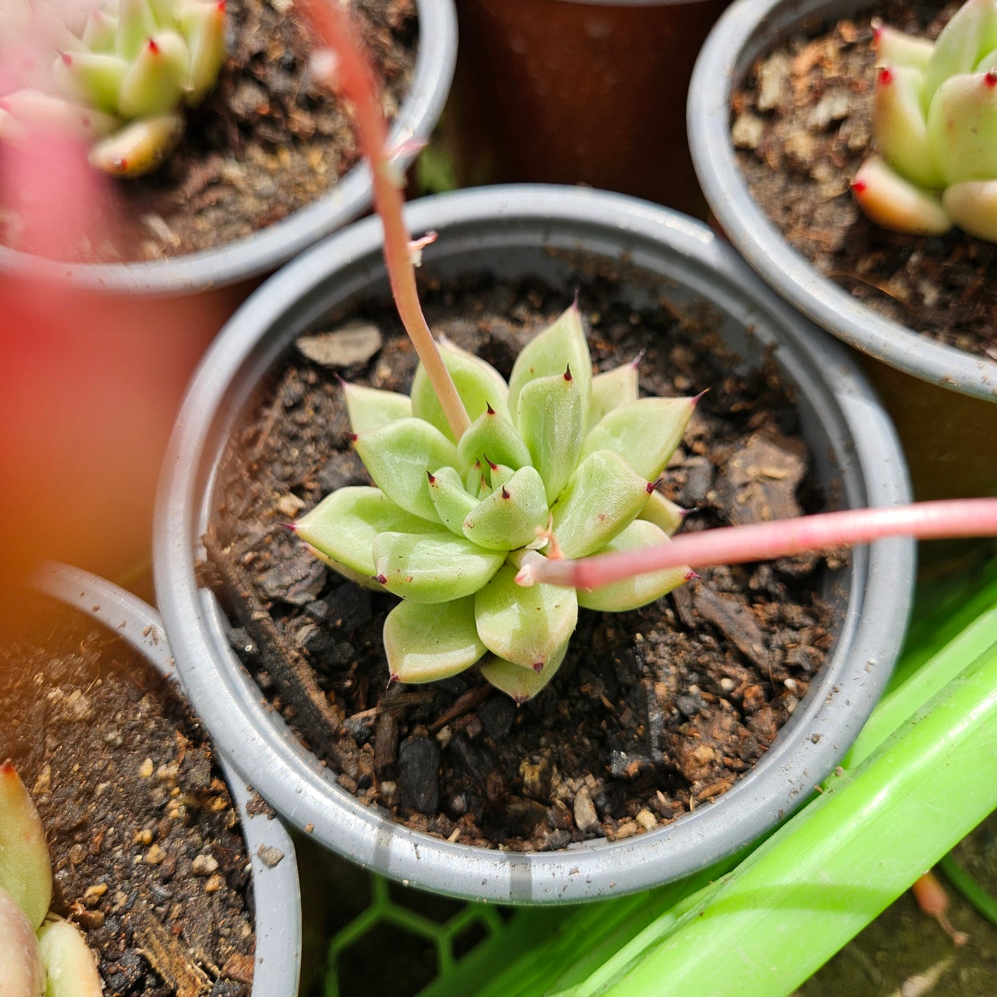 Echeveria La Virgin Macetero N°10