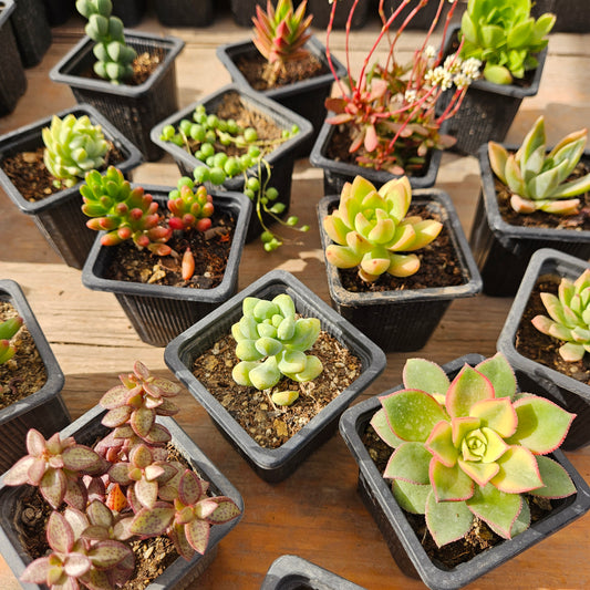 Pack 50 suculentas variadas