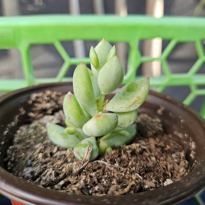Cotyledon pendens variegata