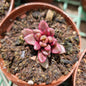 Lenopetalum 'Chocolate and Strawberries'