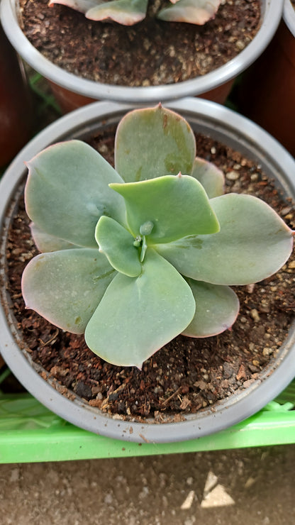 Echeveria Paul Bunyan