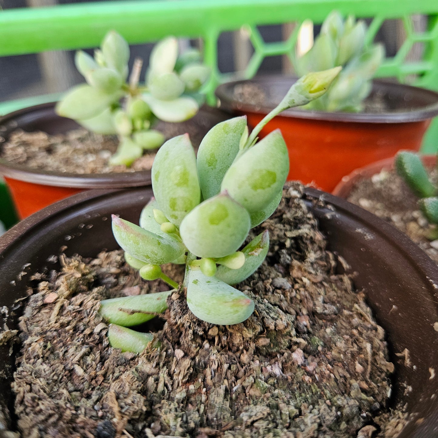Cotyledon pendens variegata